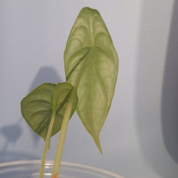 Alocasia Puncak Borneensis - Picture 3 of 6